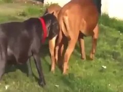 zoosex.name