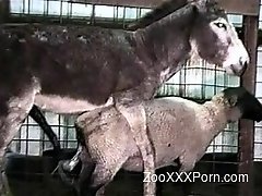 zooxxxporn.com